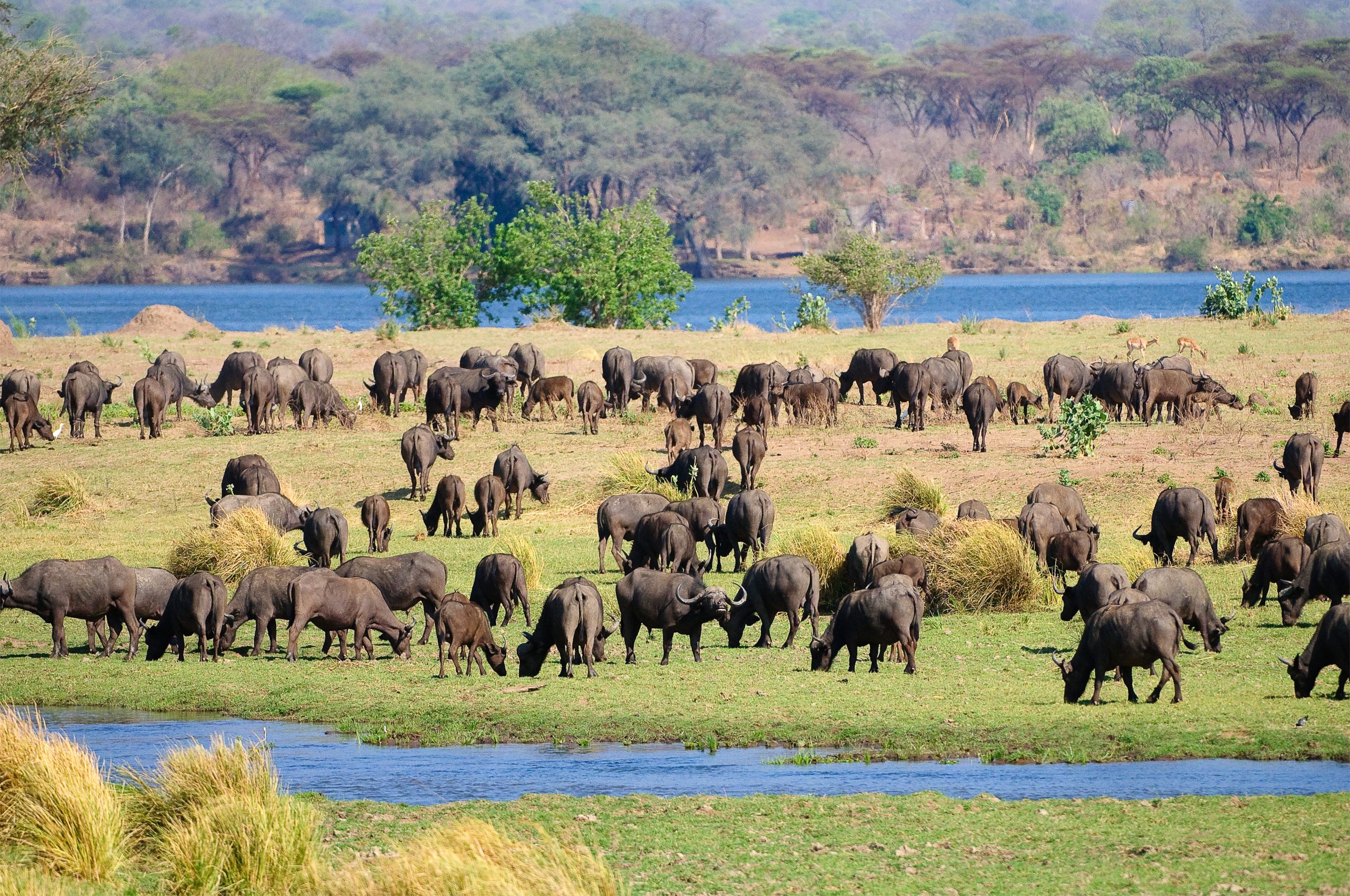 Pristine Wildlife - Buffalos