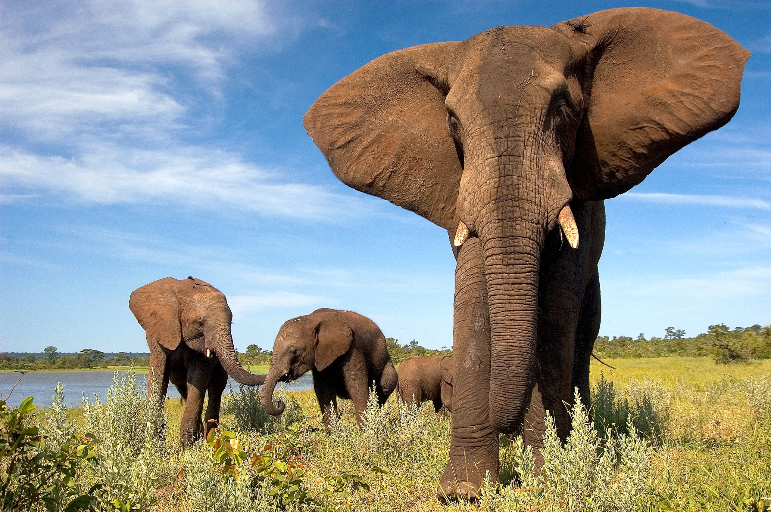 Pristine Wildlife - Elephants