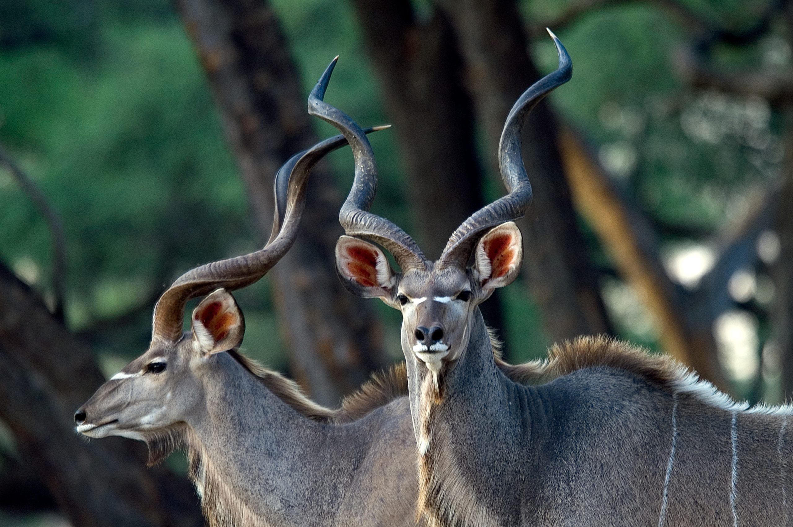 TTW-Hwange07